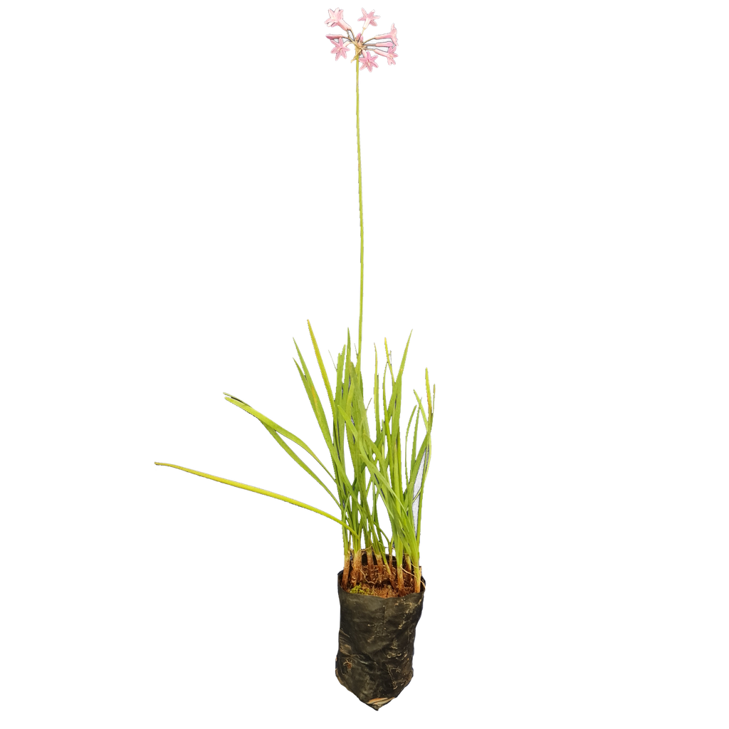 Garlic lily, Tulbaghia violacea