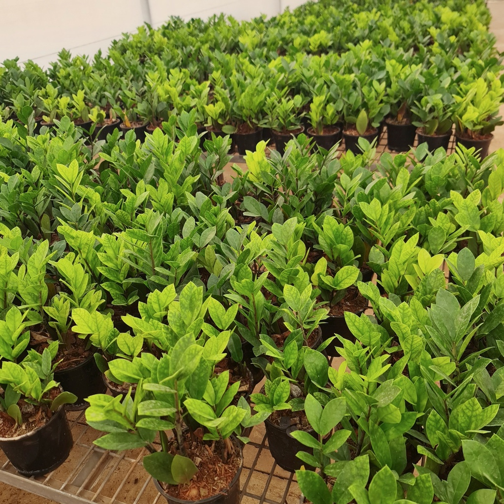 Aroid palm,zz plants, Zamioculcas zamiifolia green