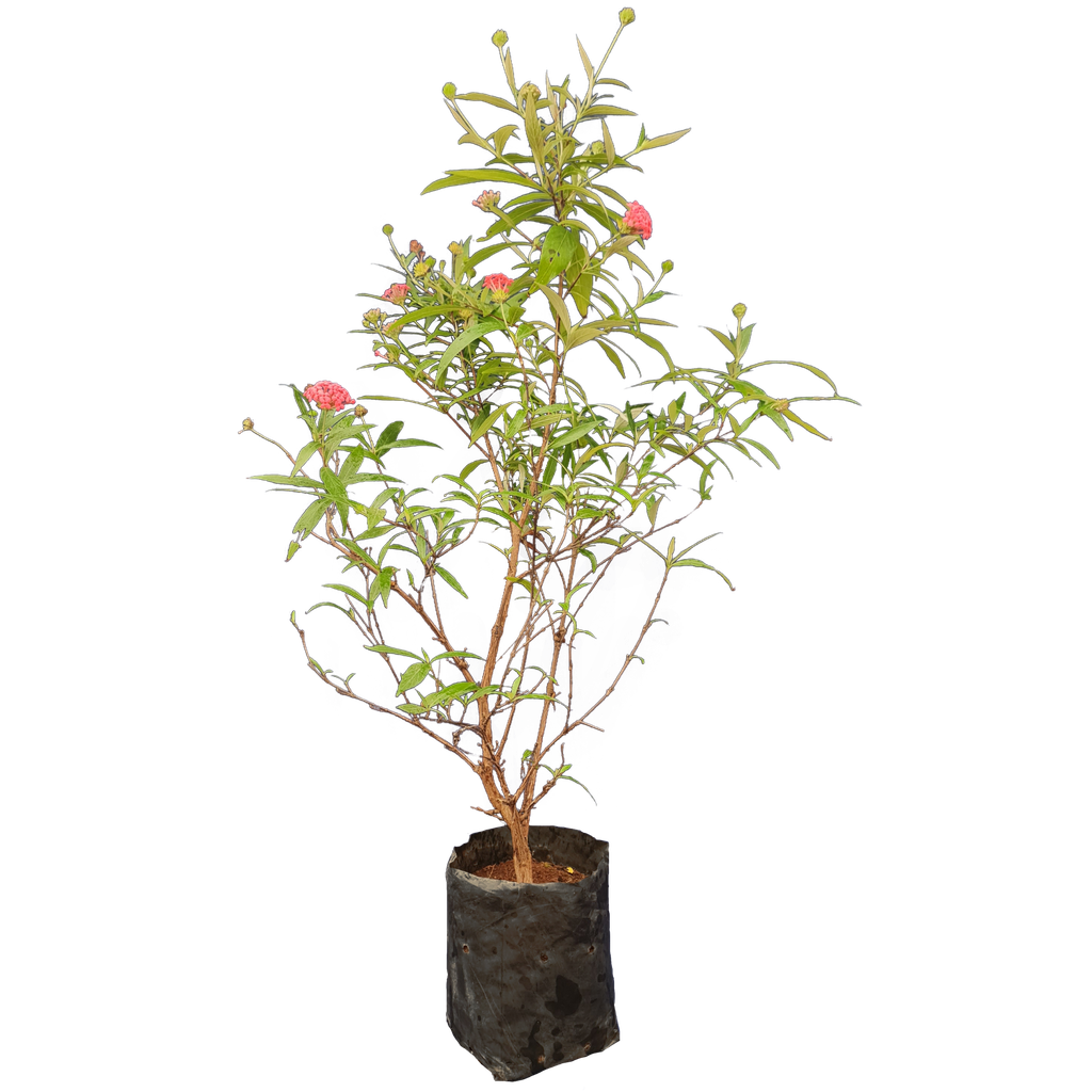 Bush penta, Panama rose, Rondeletia leucophylla