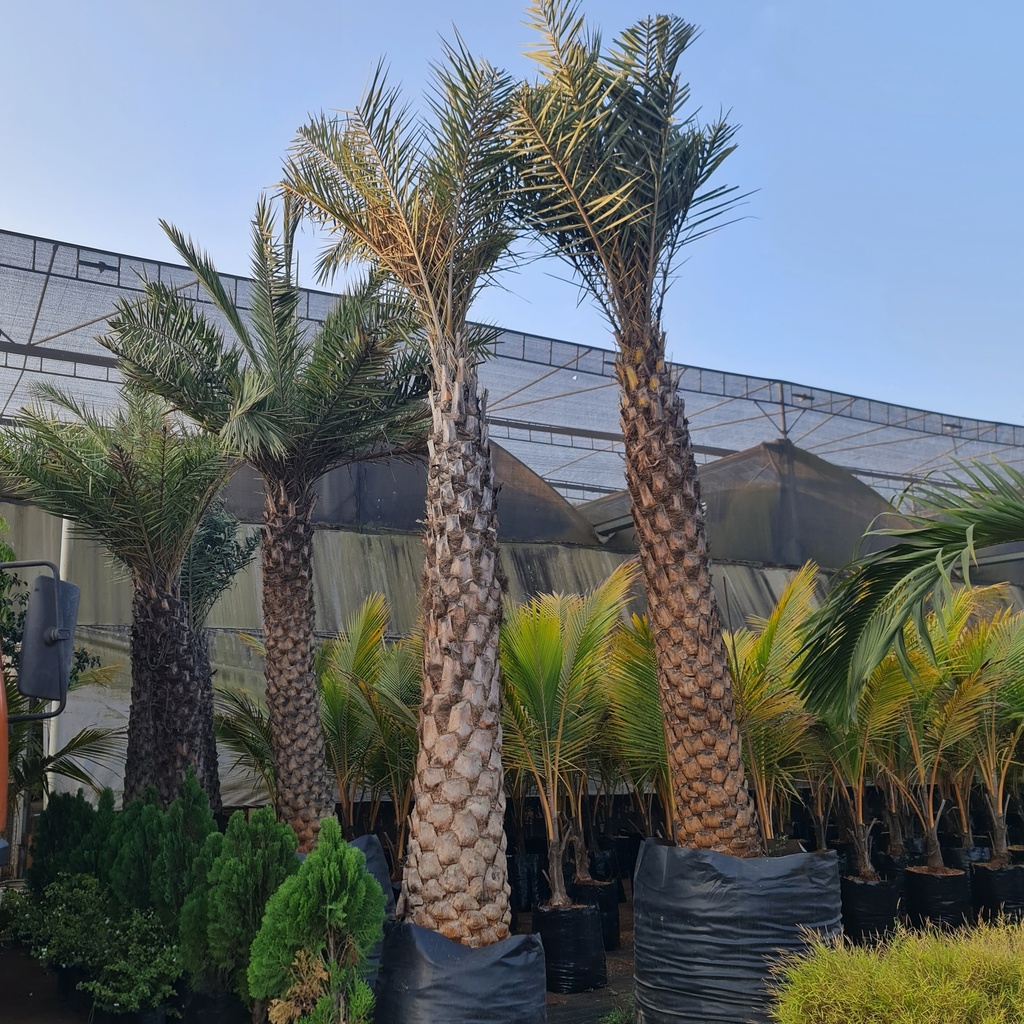 Wild Date Palm, Phoenix sylvestris