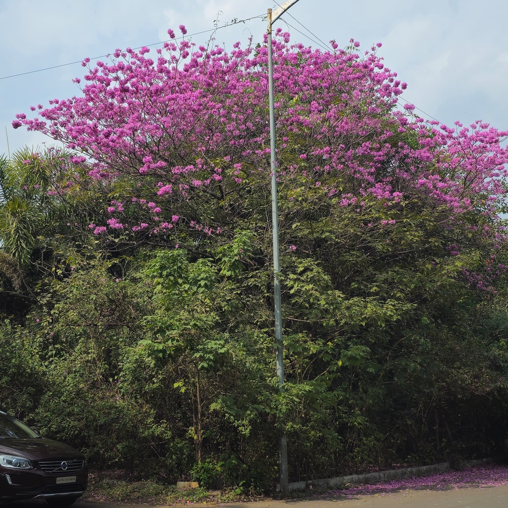 Pink trumpet tree,Tabebuia avellanedae