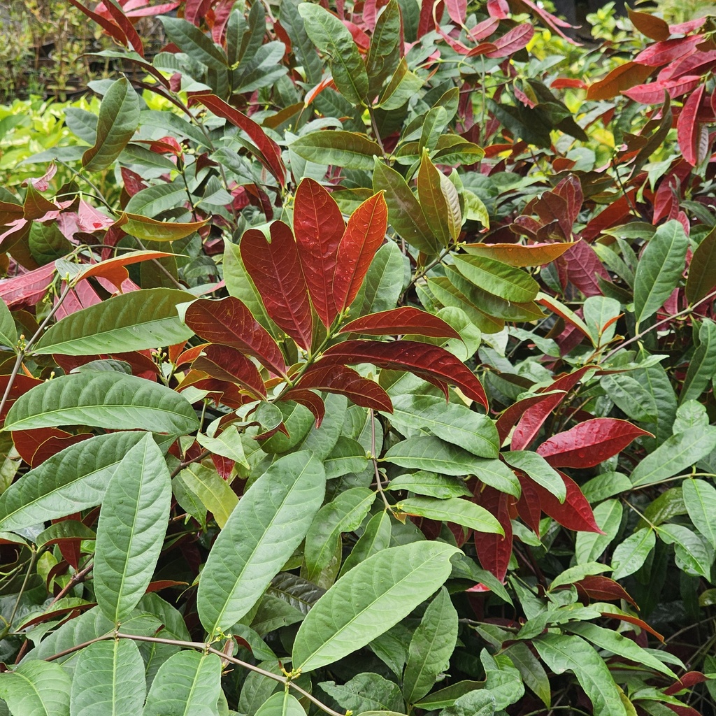 Laila Majnu, Chinese Croton, Excoecaria cochinchinensis