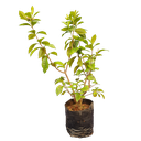 Ananta, Gardenia jasminoides ‘Radicans’