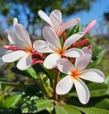 Champa, Plumeria Singapore dwarf