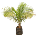 Majesty palm, Ravenea rivularis