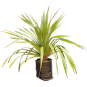 Screw pine, Pandanus utilis