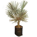 Silver Bismarckia Palm, Bismarckia nobilis 'silver'