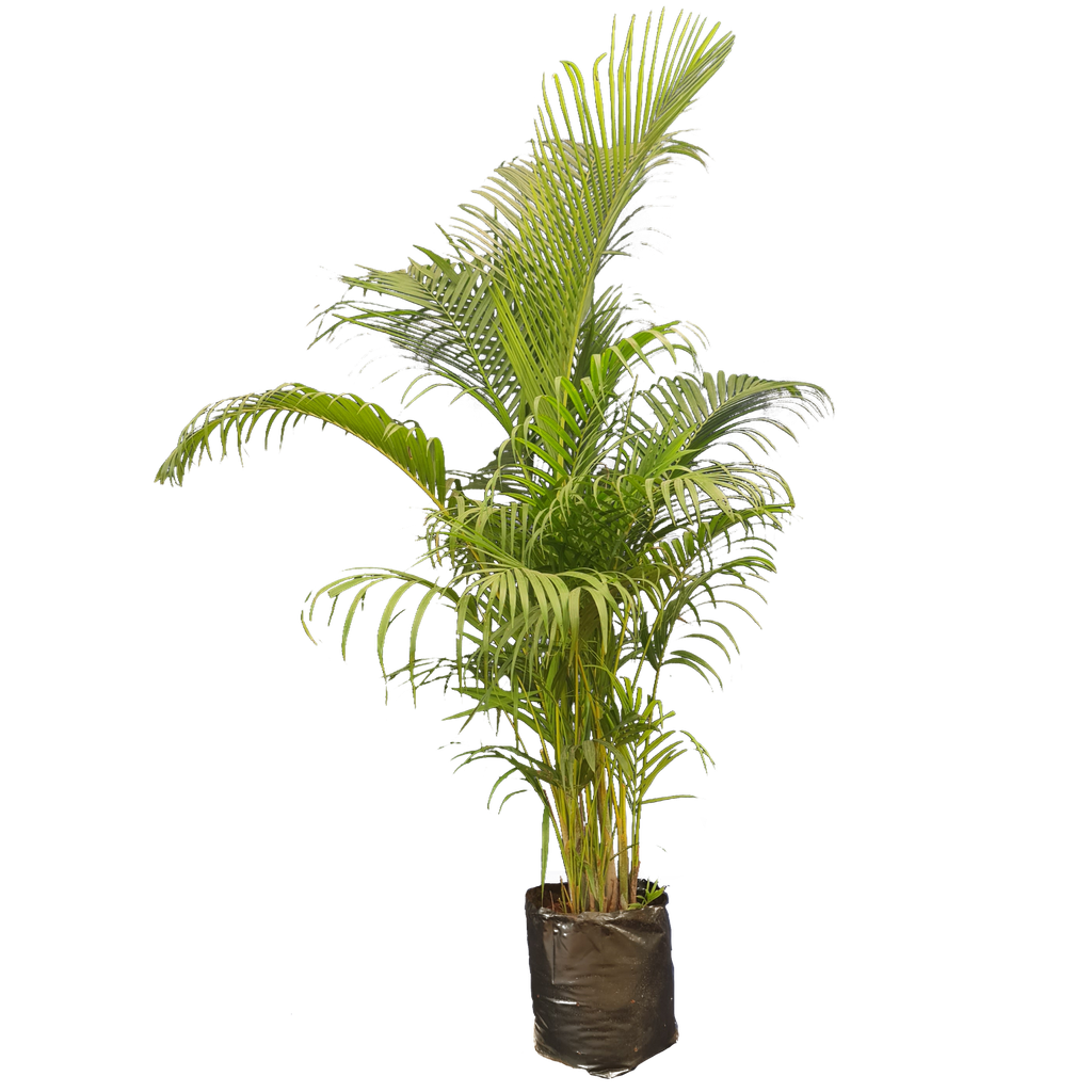 Areca palm, Dypsis lutescens