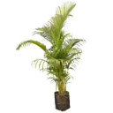 Areca palm, Dypsis lutescens