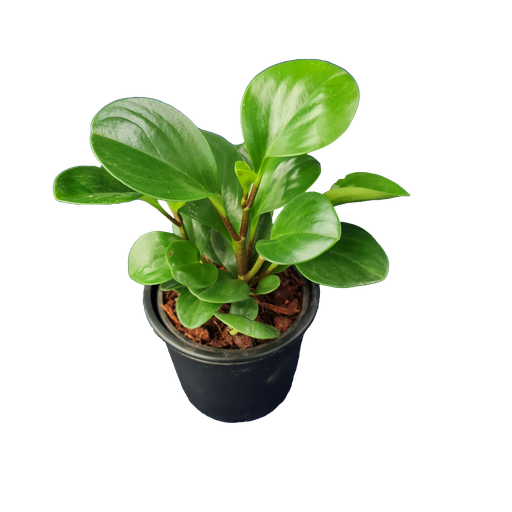 Baby rubber plant, Peperomia obtusifolia green