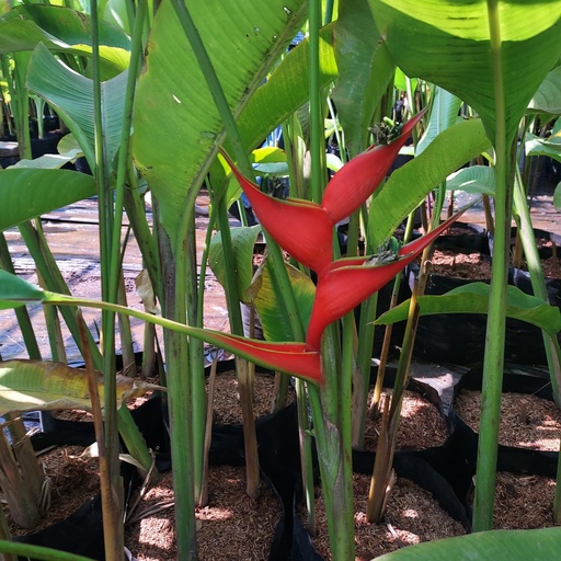 Red lobster claw, Heliconia stricta red