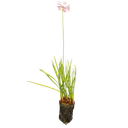 Garlic lily, Tulbaghia violacea