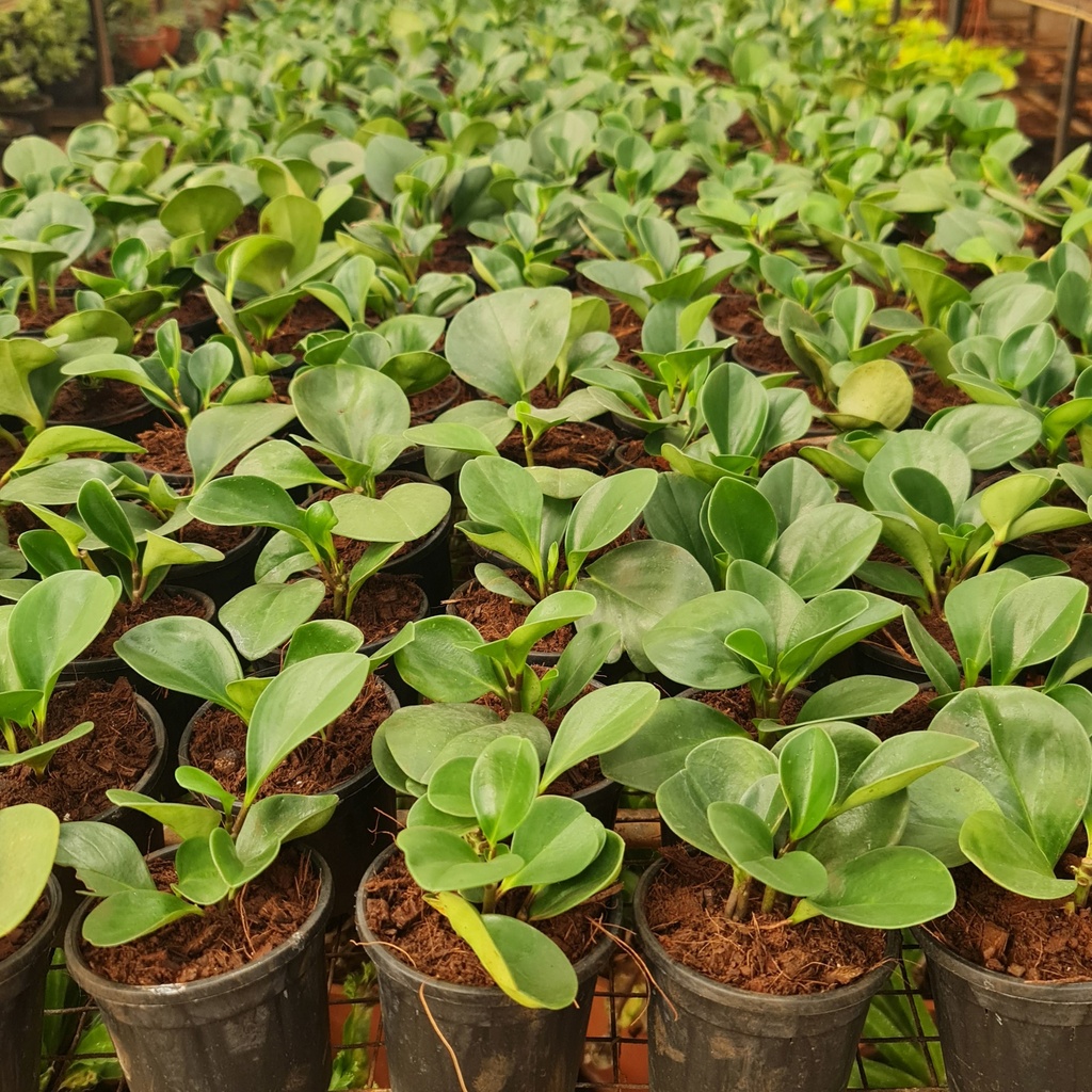 Baby rubber plant, Peperomia obtusifolia green