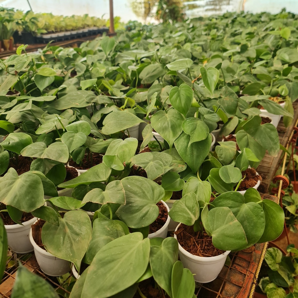 Oxy green, Philodendron scandens green