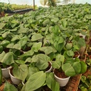 Oxy green, Philodendron scandens green