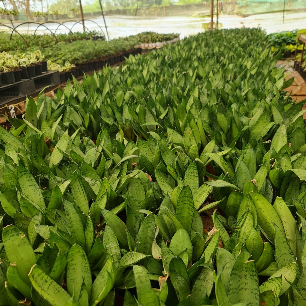 Snake plants, Mother-in-law’s tongue, Sansevieria sea bubble