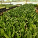 Snake plants, Mother-in-law’s tongue, Sansevieria sea bubble
