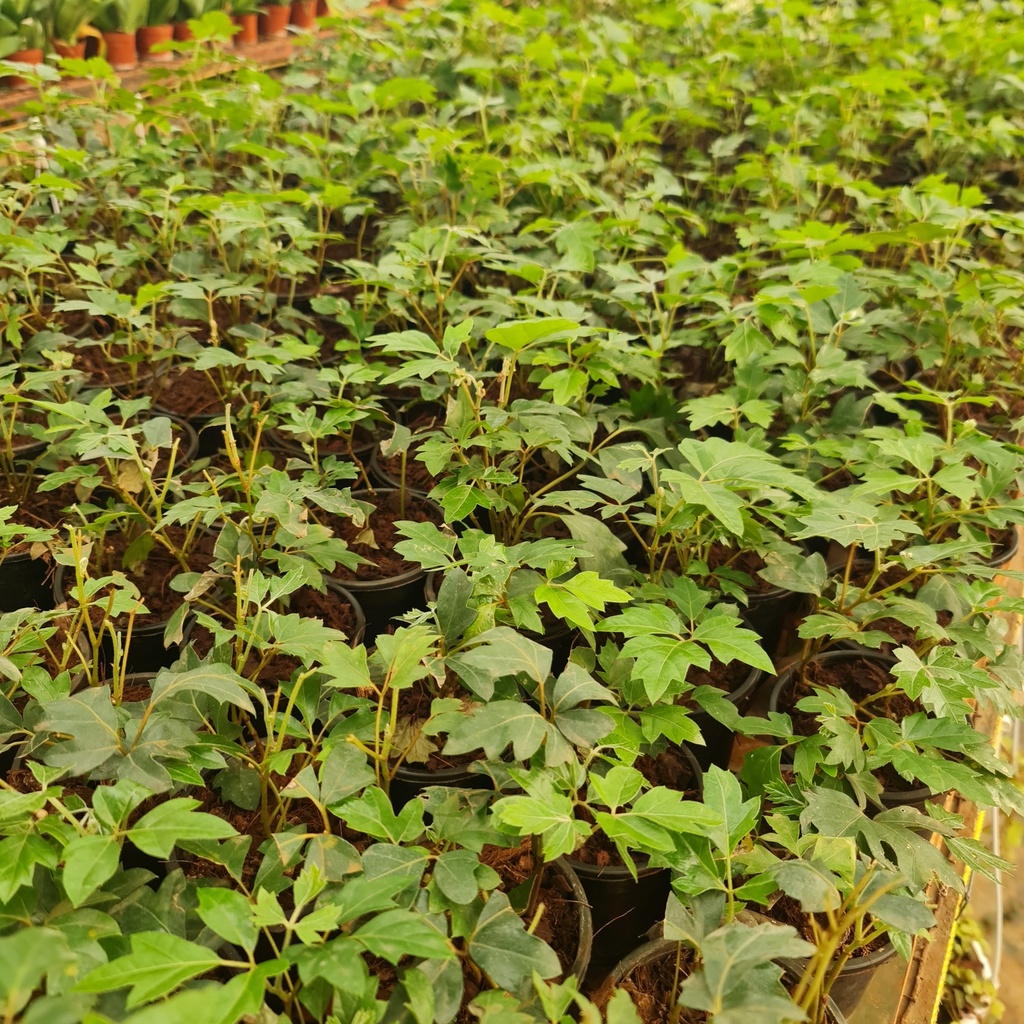 Grape ivy, Cissus rhombifolia