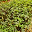 Grape ivy, Cissus rhombifolia