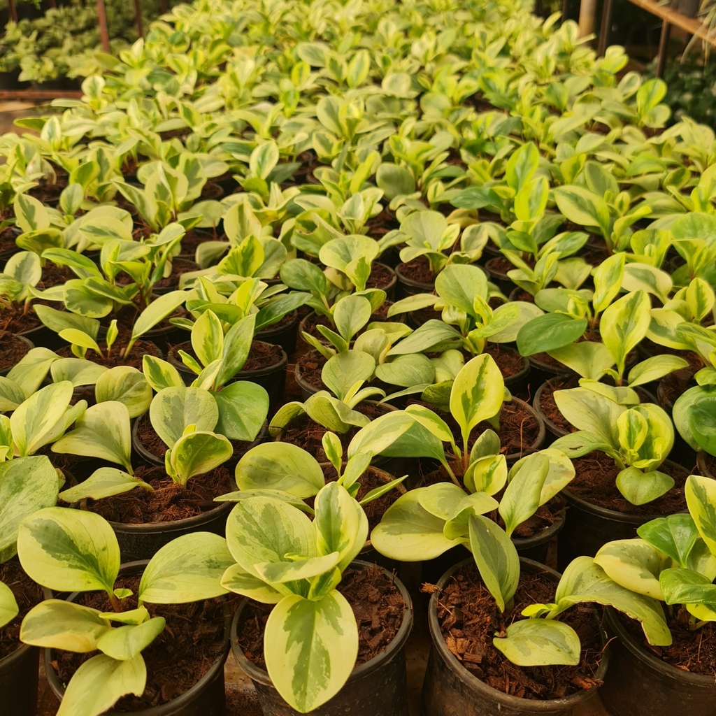 Baby rubber plant, Peperomia obtusifolia variegated
