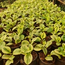 Baby rubber plant, Peperomia obtusifolia variegated