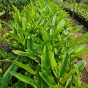 Hanging lobster claw, Heliconia rostrata