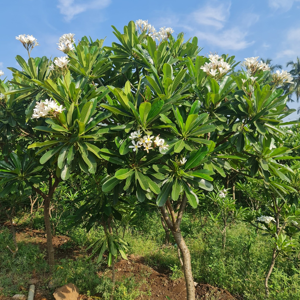 Champa, Frangipani, Temple tree, Plumeria obtusa
