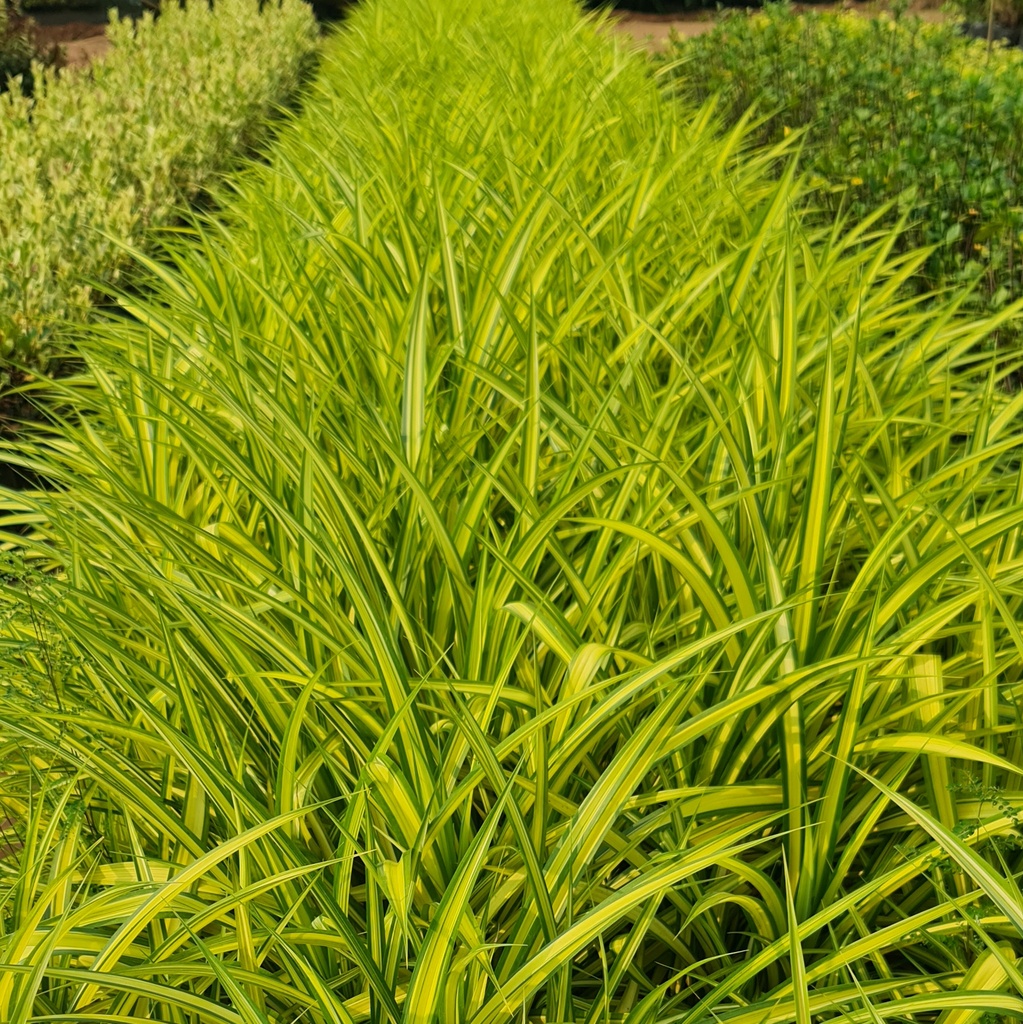 Gold-striped screwpine, Pandanus baptistii