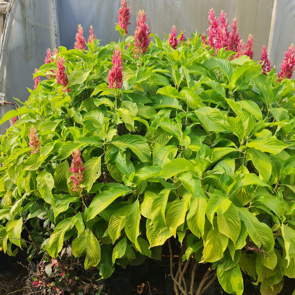 Brazilian red cloak, Megaskepasma erythrochlamys