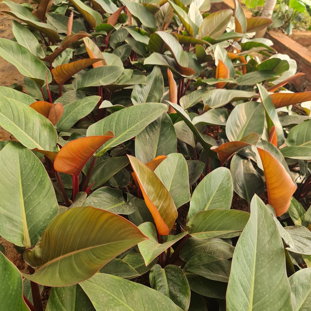 Philodendron “Imperial Red”