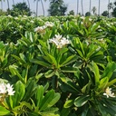 Champa, Frangipani, Temple tree, Plumeria obtusa