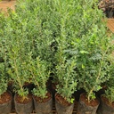 Boxwood, Buxus bodinieri