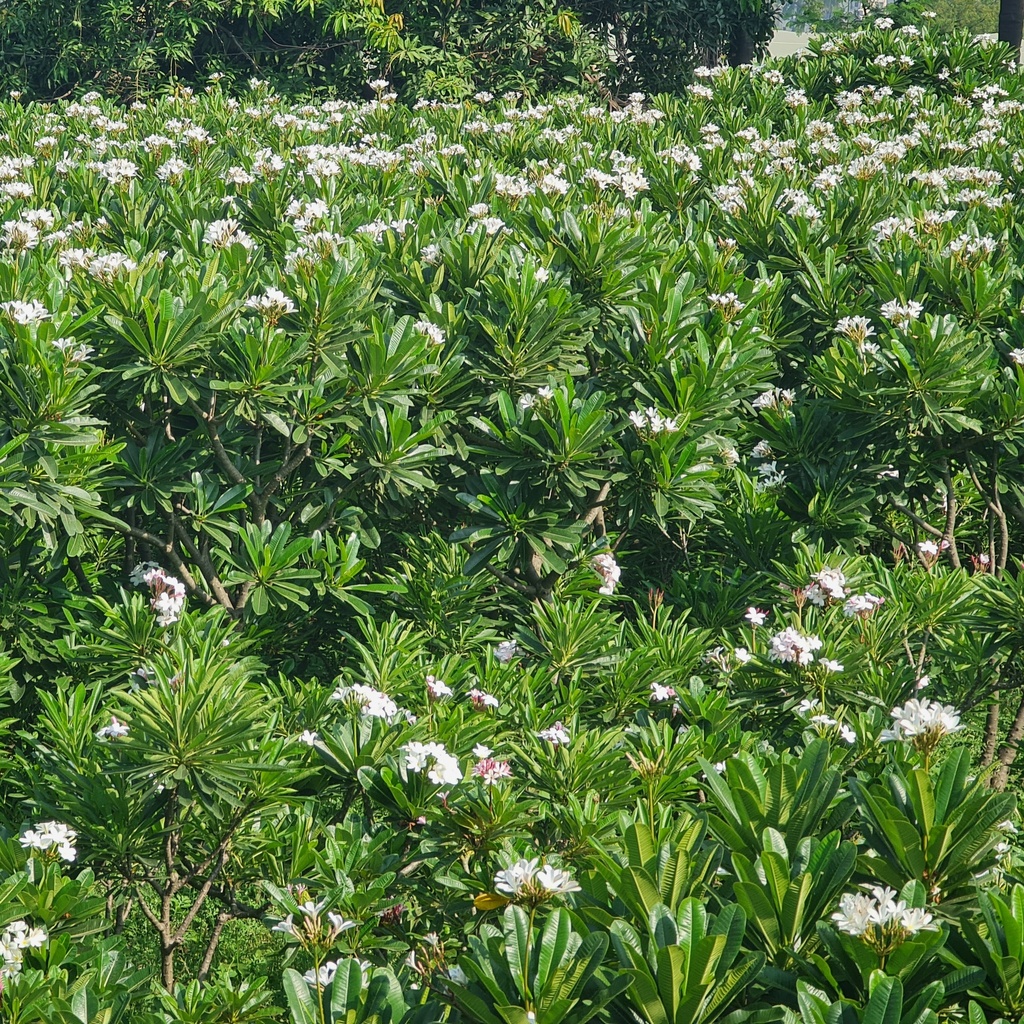 Champa, Frangipani, Temple tree, Plumeria obtusa