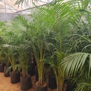 Areca palm, Dypsis lutescens