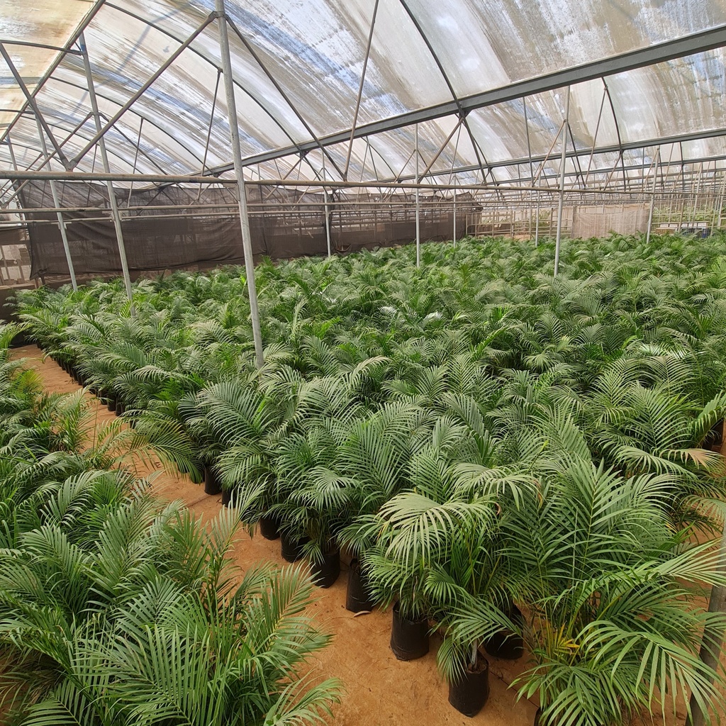 Areca palm, Dypsis lutescens