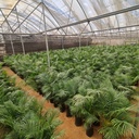 Areca palm, Dypsis lutescens