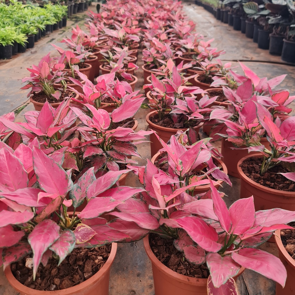 Aglaonema cherry baby