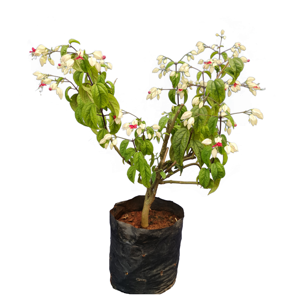 Bleeding heart vine, Clerodendrum thomsoniae