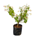 Bleeding heart vine, Clerodendrum thomsoniae