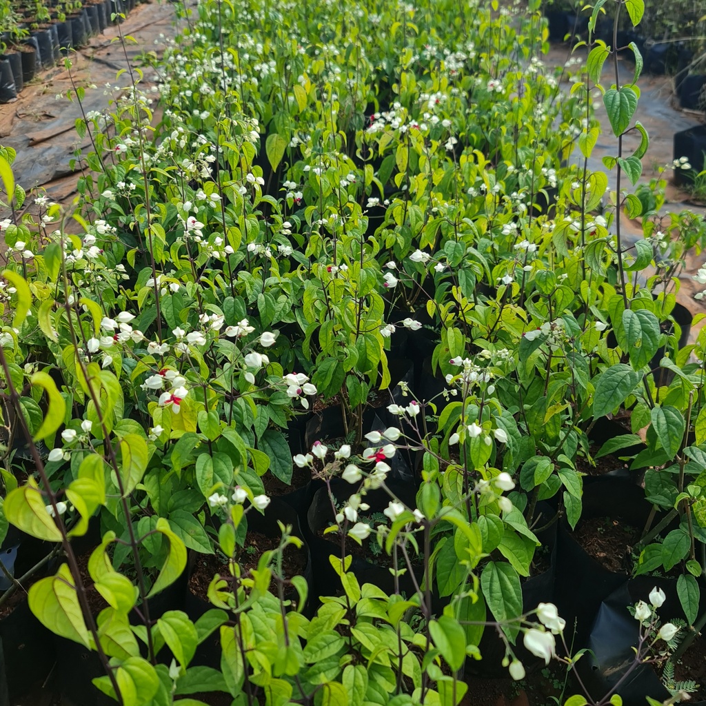 Bleeding heart vine, Clerodendrum thomsoniae