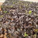 Aroid palm, zz plants, Black zamia, Zamioculcas zamiifolia raven