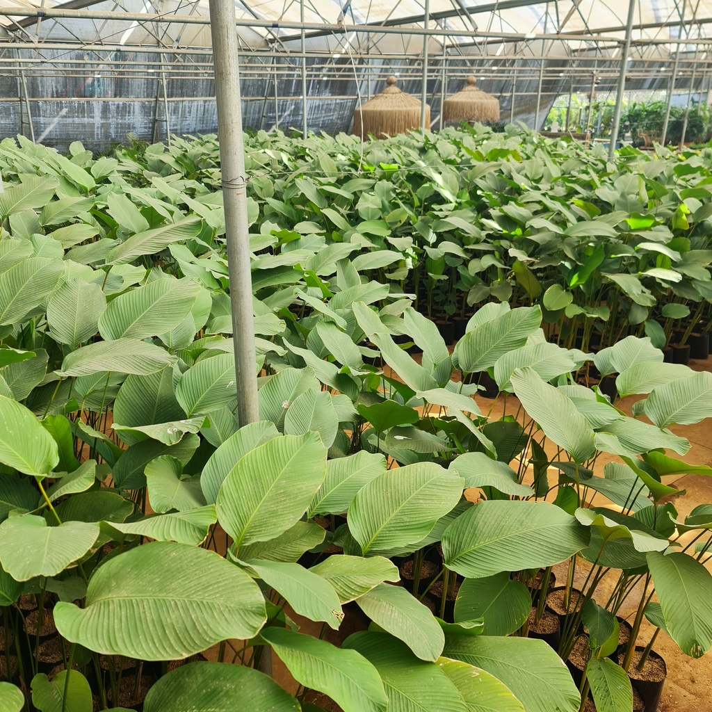 Cuban Cigar, Calathea lutea