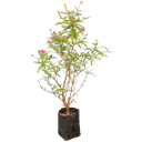 Bush penta, Panama rose, Rondeletia leucophylla