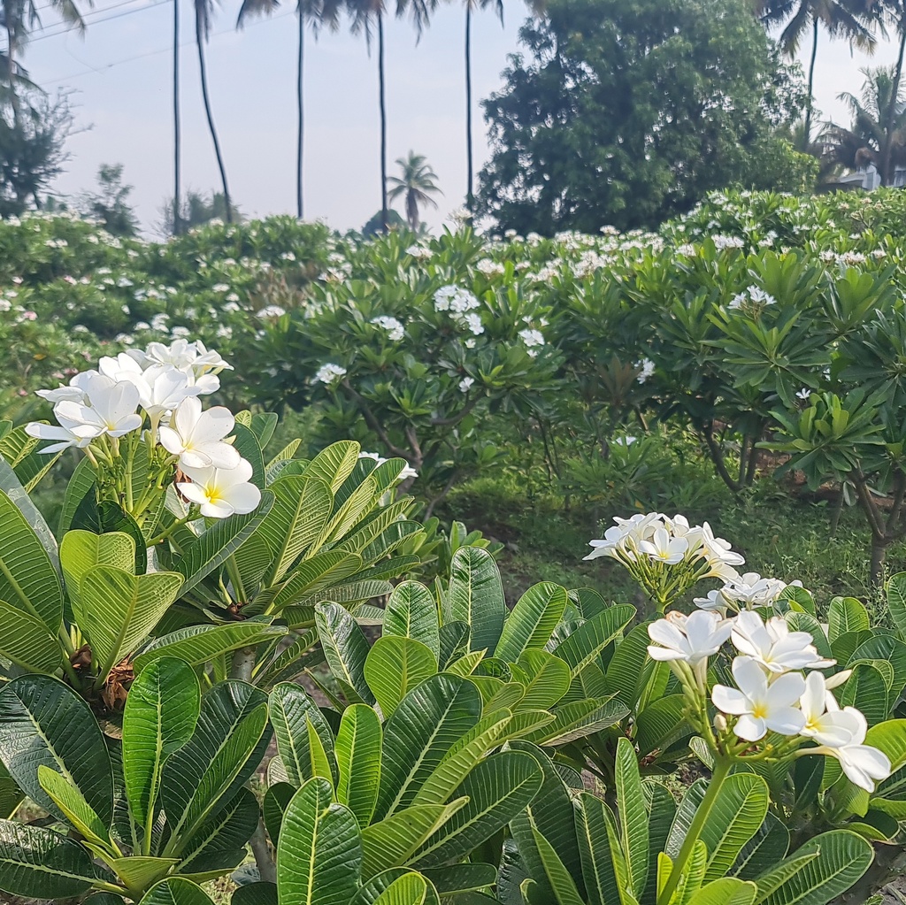 Champa, Frangipani, Temple tree, Plumeria obtusa