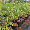 Hirva chapha,Climbing Ylang Ylang,  Artabotrys hexapetalus