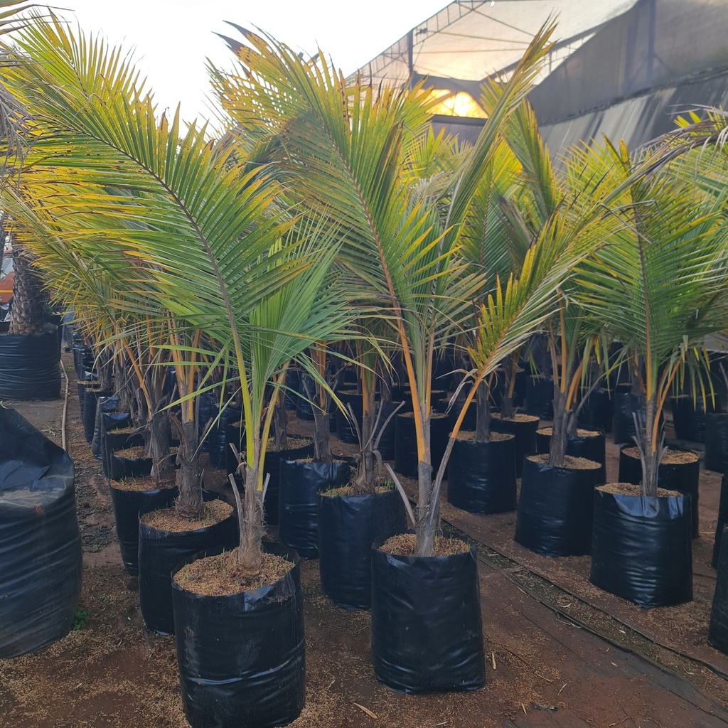 Coconut, variety Singapore golden, Cocos nucifera cultivator Singapore golden