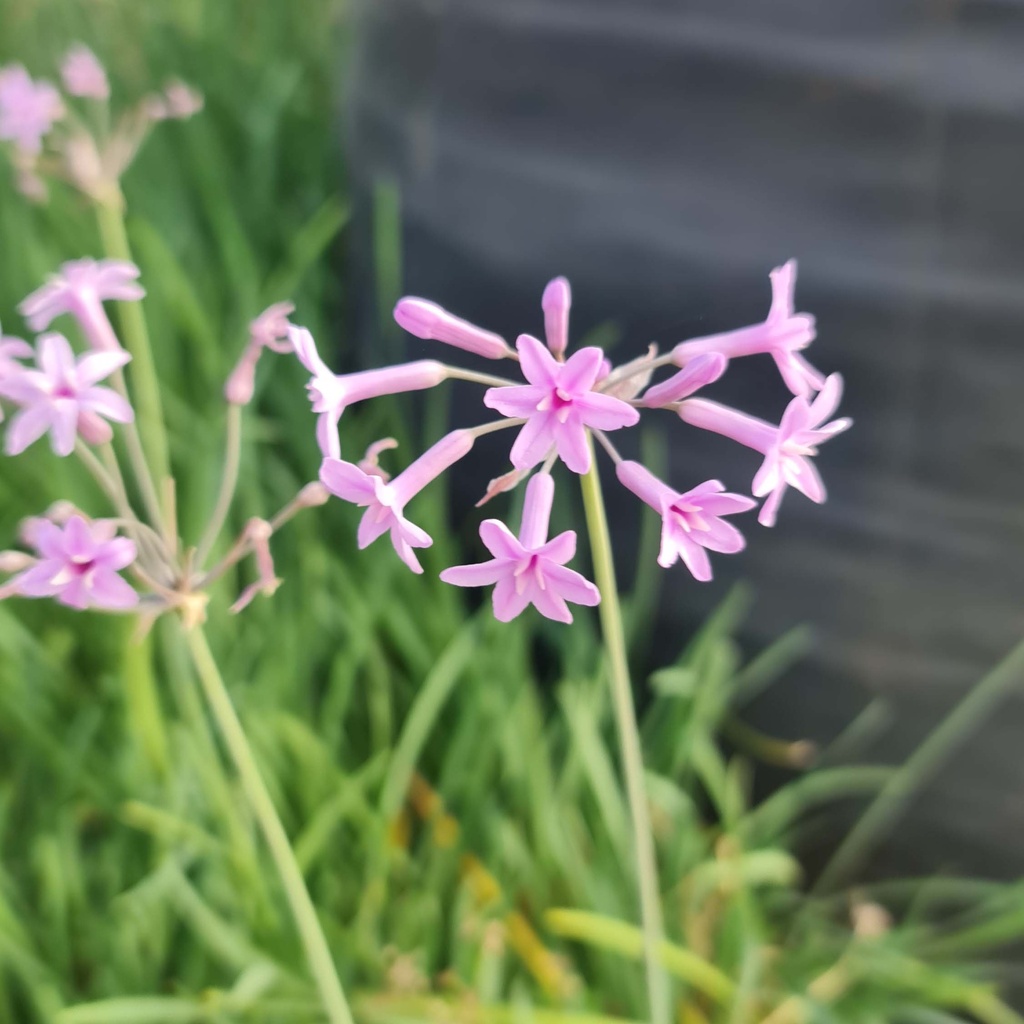 Garlic lily, Tulbaghia violacea