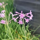 Garlic lily, Tulbaghia violacea