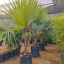 Red latan palm, Latania lontaroides