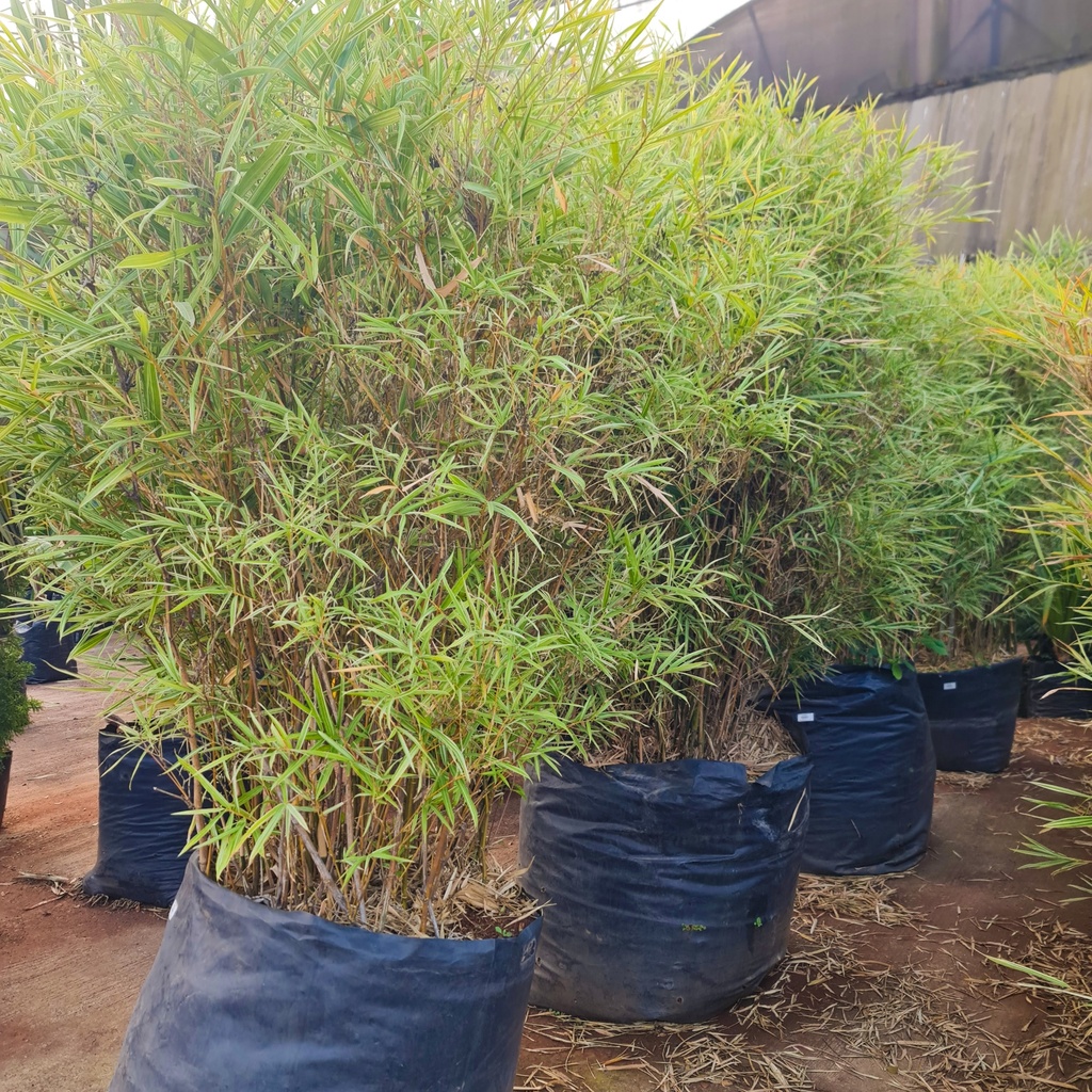 Varigated bamboo, Pleioblastus shibuyanus